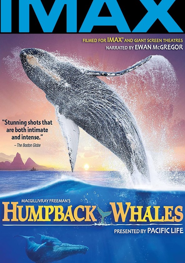 Wild Window: Whales