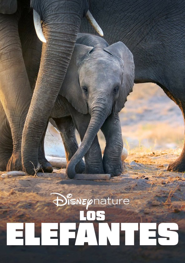 Elefante